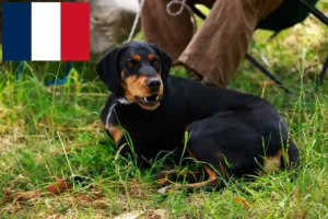 Lire la suite à propos de l’article Slovenský kopov Éleveurs et chiots en France