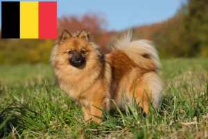 Lire la suite à propos de l’article Spitz éleveurs et chiots en Belgique