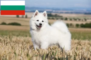 Lire la suite à propos de l’article Éleveurs de spitz et chiots en Bulgarie