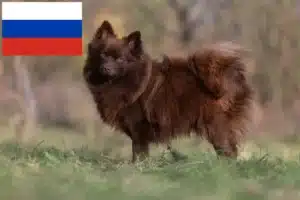 Lire la suite à propos de l’article Éleveurs de spitz et chiots en Russie