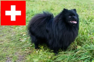 Lire la suite à propos de l’article Éleveurs de Spitz et chiots en Suisse