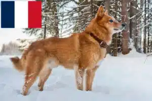 Lire la suite à propos de l’article Éleveurs de Finnois et chiots en France