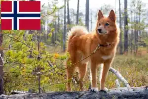 Lire la suite à propos de l’article Éleveurs de Finnois et chiots en Norvège