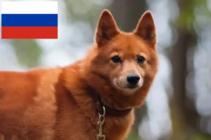 Lire la suite à propos de l’article Finnois Spitz Éleveurs et chiots en Russie