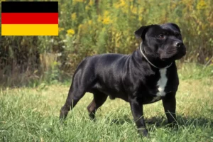 Lire la suite à propos de l’article Éleveurs de Staffordshire Bull Terrier et chiots en Allemagne