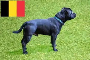 Lire la suite à propos de l’article Éleveurs de Staffordshire Bull Terrier et chiots en Belgique