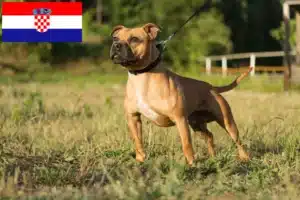 Lire la suite à propos de l’article Staffordshire Bull Terrier éleveurs et chiots en Croatie