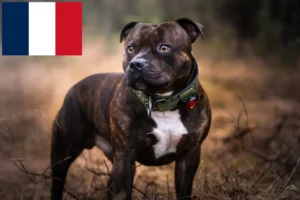 Lire la suite à propos de l’article Éleveurs de Staffordshire Bull Terrier et chiots en France