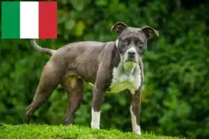 Lire la suite à propos de l’article Éleveurs de Staffordshire Bull Terrier et chiots en Italie