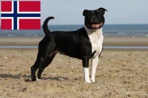 Lire la suite à propos de l’article Éleveurs de Staffordshire Bull Terrier et chiots en Norvège