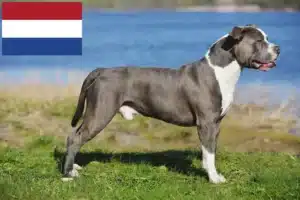 Lire la suite à propos de l’article Éleveurs de Staffordshire Bull Terrier et chiots aux Pays-Bas