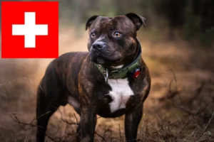 Lire la suite à propos de l’article Éleveurs de Staffordshire Bull Terrier et chiots en Suisse