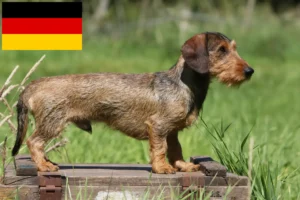 Lire la suite à propos de l’article Éleveurs de teckels et chiots en Allemagne