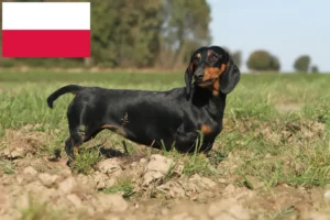 Lire la suite à propos de l’article Éleveurs de teckels et chiots en Pologne