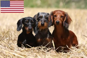 Lire la suite à propos de l’article Éleveurs de teckels et chiots aux États-Unis