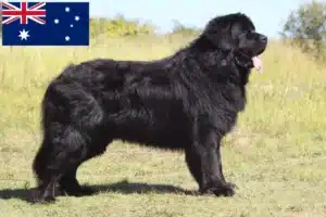 Lire la suite à propos de l’article Éleveurs de Terre-Neuve et chiots en Australie