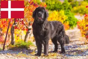 Lire la suite à propos de l’article Éleveurs de Terre-Neuve et chiots au Danemark