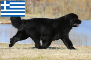 Lire la suite à propos de l’article Éleveurs de Terre-Neuve et chiots en Grèce