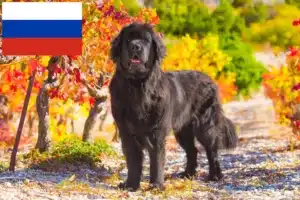 Lire la suite à propos de l’article Éleveurs de Terre-Neuve et chiots en Russie