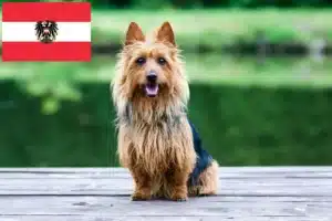 Lire la suite à propos de l’article Éleveurs de Terriers Australiens et Chiots en Autriche