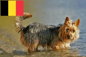 Lire la suite à propos de l’article Éleveurs de terriers australiens et chiots en Belgique