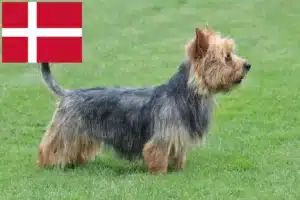 Lire la suite à propos de l’article Éleveurs de terriers australiens et chiots au Danemark