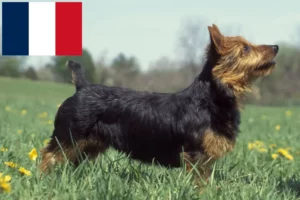 Lire la suite à propos de l’article Éleveurs de Terriers Australiens et Chiots en France