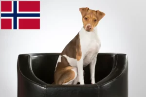 Lire la suite à propos de l’article Éleveurs de terriers brésiliens et chiots en Norvège