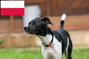 Lire la suite à propos de l’article Éleveurs de terriers brésiliens et chiots en Pologne