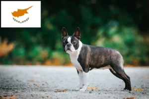 Lire la suite à propos de l’article Éleveurs de Boston Terrier et chiots à Chypre