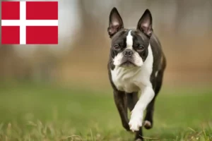 Lire la suite à propos de l’article Éleveurs de Boston Terrier et chiots au Danemark