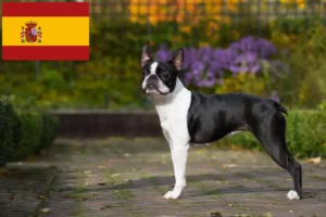 Lire la suite à propos de l’article Éleveurs de Boston Terrier et chiots en Espagne