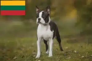 Lire la suite à propos de l’article Éleveurs de Boston Terrier et chiots en Lituanie