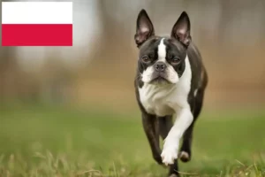 Lire la suite à propos de l’article Éleveurs de Boston Terrier et chiots en Pologne