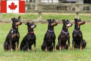 Lire la suite à propos de l’article Éleveurs de Terriers de Manchester et chiots au Canada