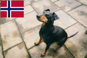 Lire la suite à propos de l’article Éleveurs de Terriers de Manchester et chiots en Norvège