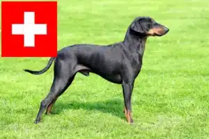 Lire la suite à propos de l’article Eleveurs de Terriers de Manchester et chiots en Suisse