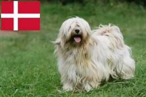 Lire la suite à propos de l’article Éleveurs de Terriers du Tibet et chiots au Danemark