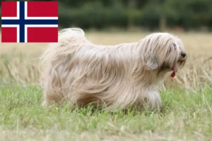 Lire la suite à propos de l’article Éleveurs de Terriers du Tibet et chiots en Norvège