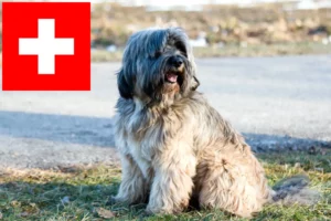 Lire la suite à propos de l’article Eleveurs de Terriers du Tibet et chiots en Suisse