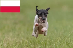 Lire la suite à propos de l’article Terrier japonais éleveur et chiots en Pologne