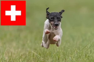 Lire la suite à propos de l’article Terrier japonais éleveurs et chiots en Suisse