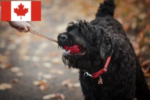 Lire la suite à propos de l’article Éleveurs de terriers noirs russes et chiots au Canada