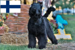 Lire la suite à propos de l’article Éleveurs de terriers noirs russes et chiots en Finlande