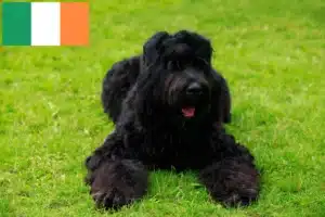 Lire la suite à propos de l’article Éleveurs de terriers noirs russes et chiots en Irlande