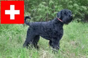 Lire la suite à propos de l’article Terrier noir russe éleveurs et chiots en Suisse