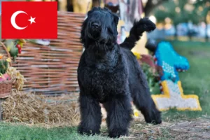 Lire la suite à propos de l’article Éleveurs de terriers noirs russes et chiots en Turquie