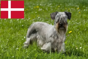 Lire la suite à propos de l’article Terrier tchèque éleveur et chiots au Danemark