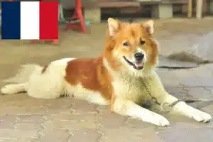 Lire la suite à propos de l’article Éleveurs de chiens thaïlandais Bangkaew Dog et chiots en France