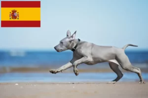 Lire la suite à propos de l’article Éleveurs de Ridgebacks thaïlandais et chiots en Espagne